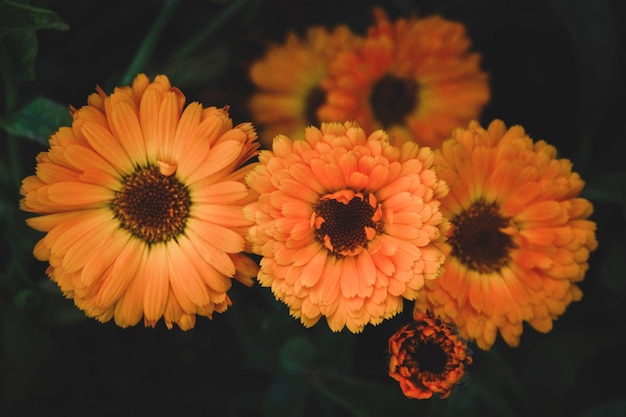 Calendula officinalis Garden Marigold flowers growing in herb garden dark and moody