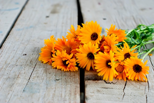 Calendula officinalis on the wooden background