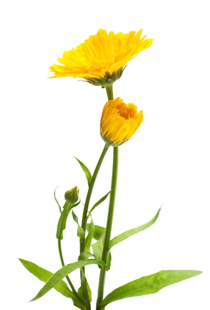 Calendula