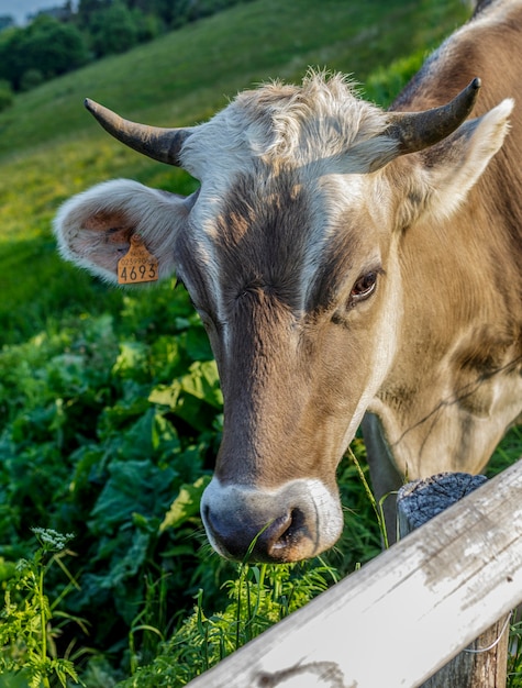 A calf free to graze in the high mountain meadows