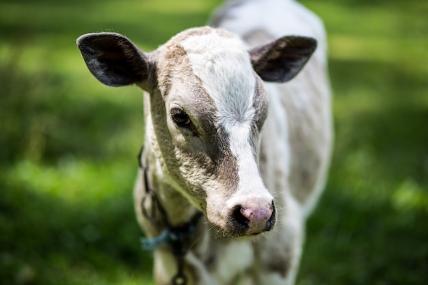 Calf in the meadow in countryside