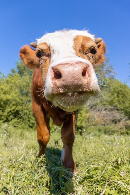 Calf in the meadow