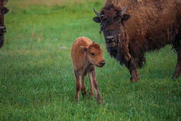 A calf and mother bison in the Askania Nova nature reserve Ukraine