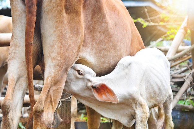 Calf suckling milk in morning, Young calf drinks milk from his mother