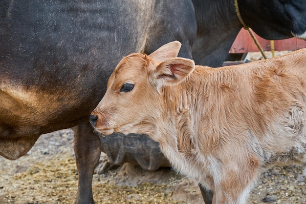 Calf with his mother concept of rural life