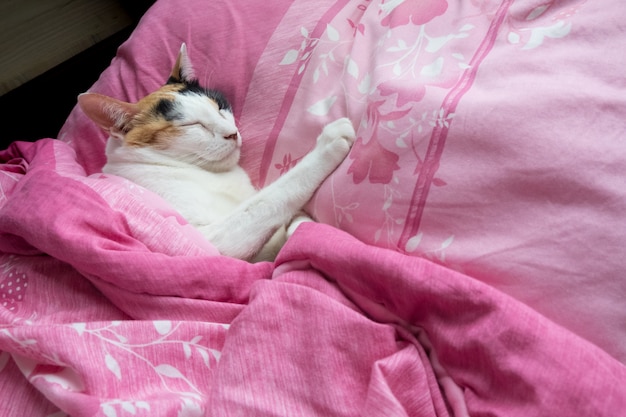 A calico cat cover the blanket  and slept comfortably on the bed.