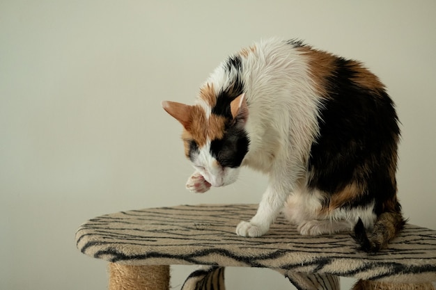 A calico cat is licking after bath