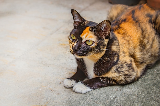 Calico cat sitting on cement floor, Mikeneko cat.