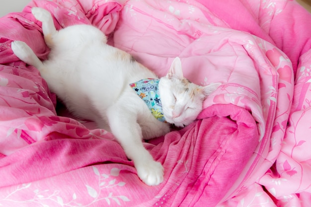 a calico cat sleeping on pink mattress