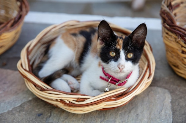 Calico tabby shorthair cat lays in reed basket Tricolor domestic kitten Cyclades island Greece