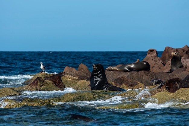 California sea lions Zalophus californiacus on Sea of Cortez in Mexico