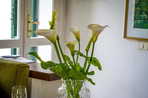 Calla lilies in a living room