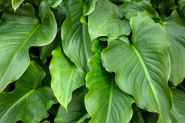 Calla lily flower leaves