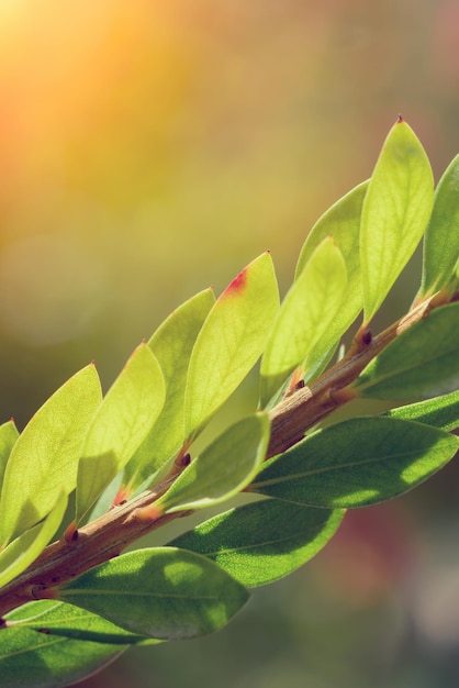 Callistemon branch with green leaves on a blurred background sunny