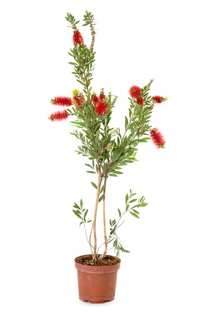 Callistemon isolated