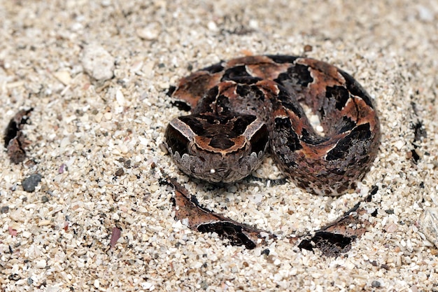 Calloselasma rhodostoma snake hiden on sand