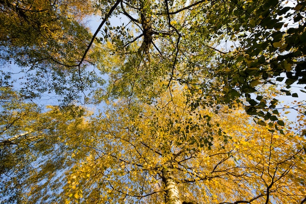 Calm autumn nature with yellowed foliage of trees in the autumn season, warm sunny weather in early September autumn.