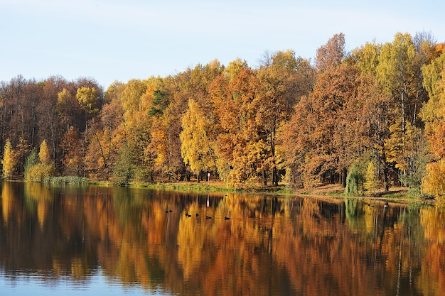 Calm autumn park with fallen leaves and pond - autumn landscape