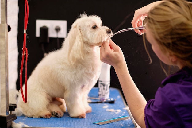 A calm lapdog while shearing wool with scissors in a dog salon