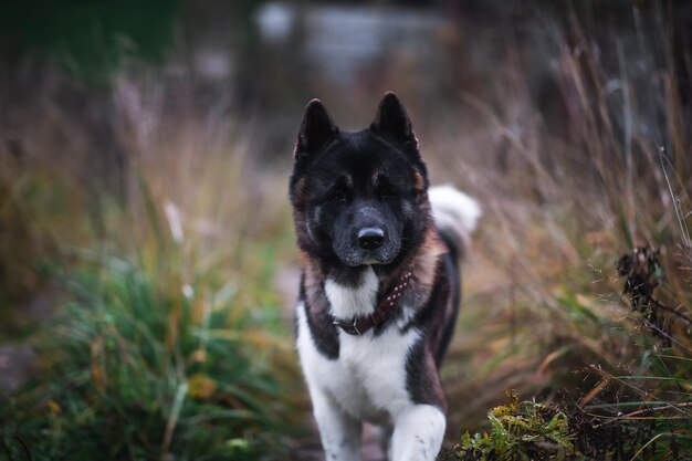 Calm mongrel dog in countryside in dusk