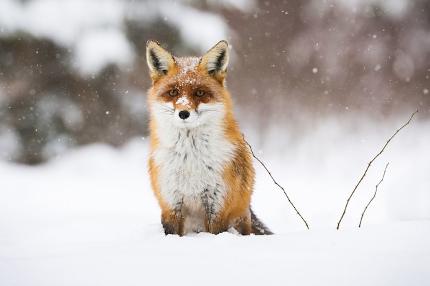 Calm red fox sitting on the snow in wintertime