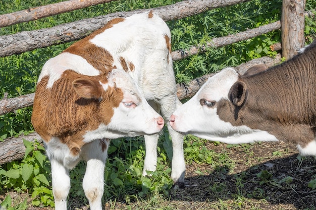 Calves are brown with white spots Young bulls