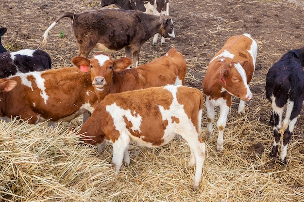 Calves eat hay on the farm