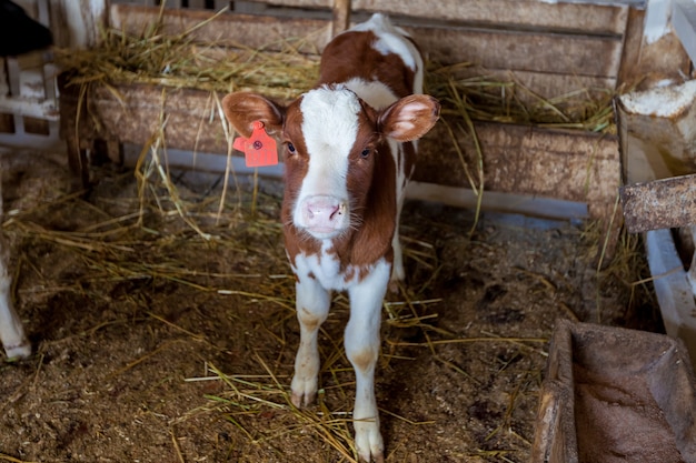 Calves on the farm