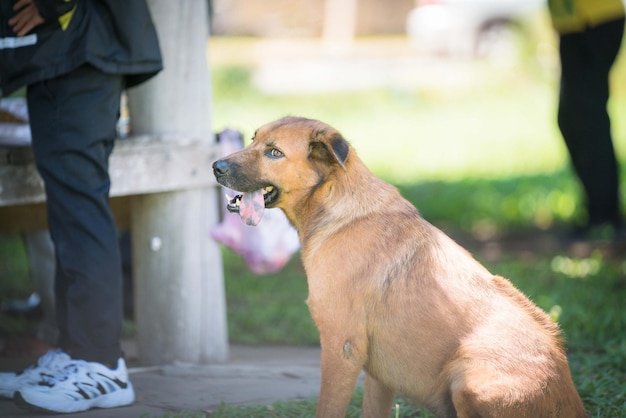 Cambodia dog pet is sitting playing in park