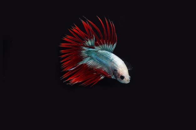 Cambodian crown tail betta