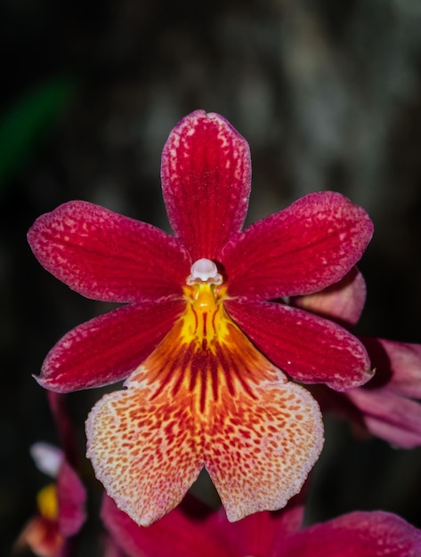 Cambria Burregeara Nelly Islery orchid