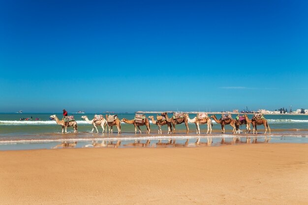 Camel caravan goes along the shore of the Atlantic Ocean.