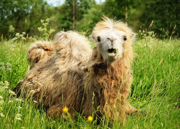 Camel chewing food with open mouth lying isolated on green grass