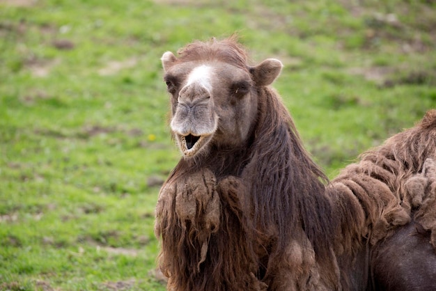 Camel in a clearing a portrait