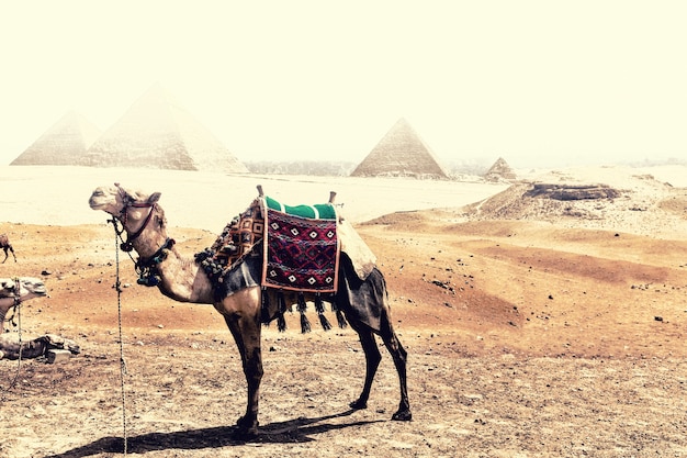 A camel in the desert of Giza in front of the Pyramids during the sandstorm.