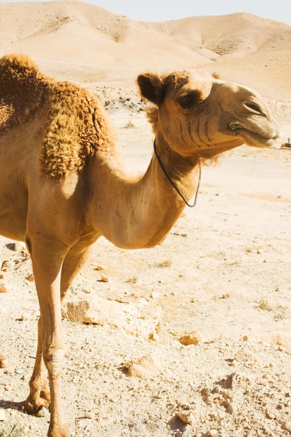 Camel in desert