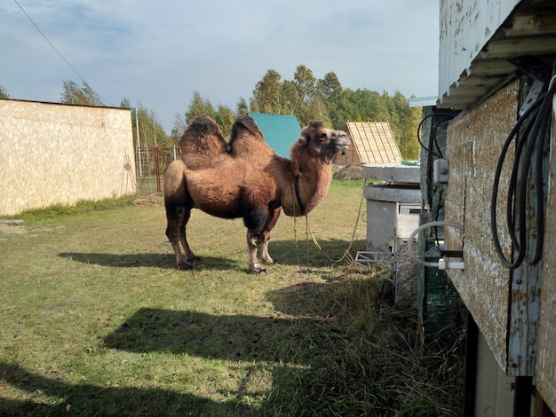 A camel on a farm in siberia doublehumped camel or bactrian