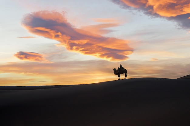 Camel going through the sand dunes on sunrise, Gobi desert Mongolia