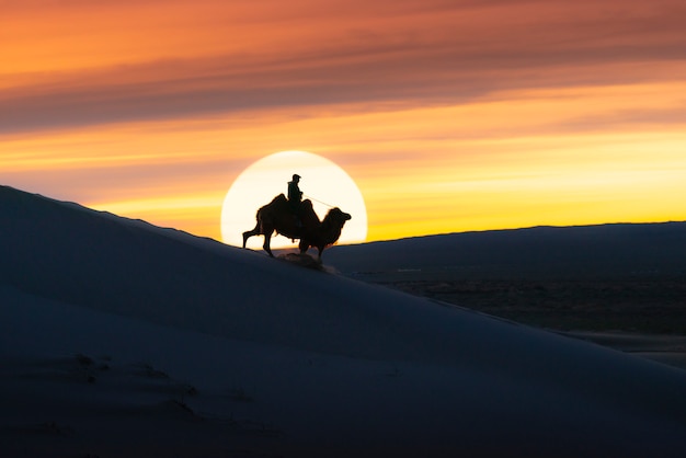 Camel going through the sand dunes on sunrise, Gobi desert Mongolia.