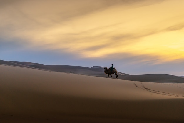 Camel going through the sand dunes on sunrise, Gobi desert Mongolia.