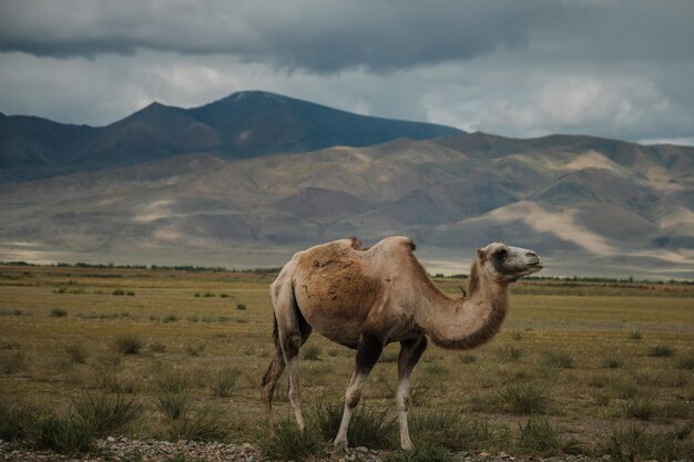 A camel grazes in the steppe of the Altai Mountains