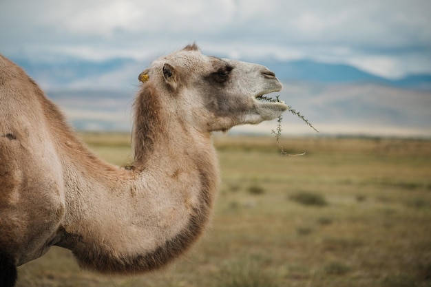 A camel grazes in the steppe of the Altai Mountains