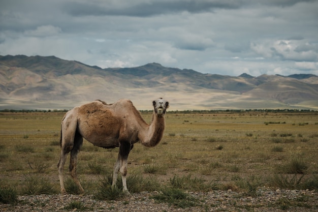 A camel grazes in the steppe of the Altai Mountains.