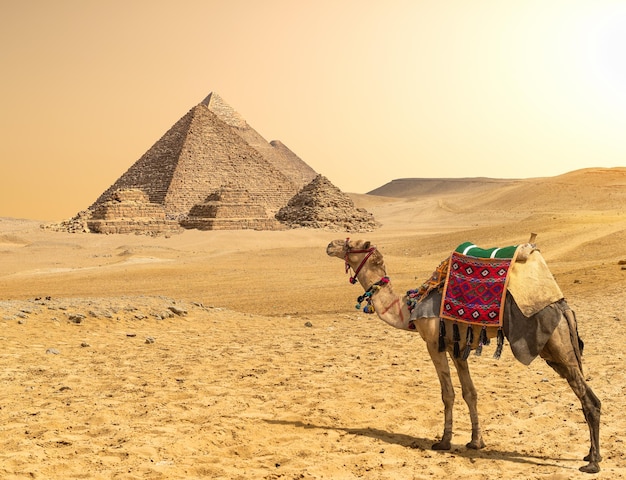 Camel and great pyramids standing in a row in desert of Giza, Egypt