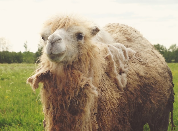 Camel on green grass, summer time close up