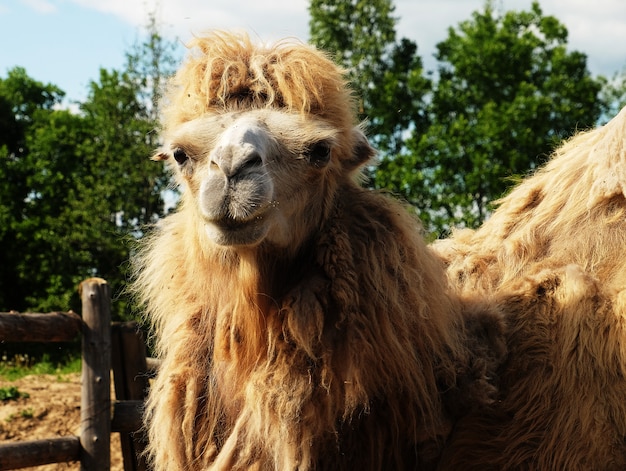 Camel on green grass, summer