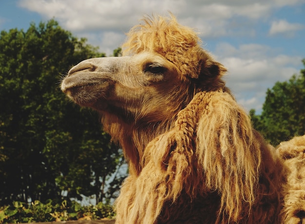 Camel on green grass