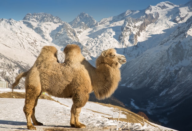 Camel in the mountains