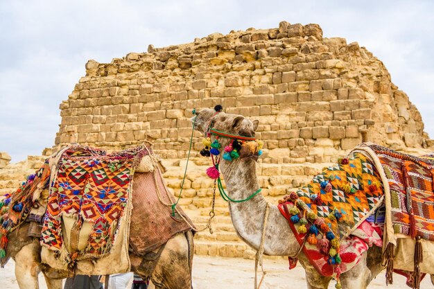 Camel near the great pyramids in Giza Egypt