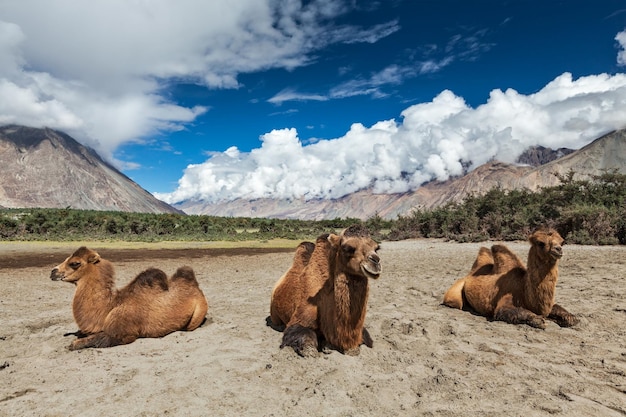 Camel in Nubra vally Ladakh